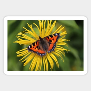 Small tortoiseshell Sticker